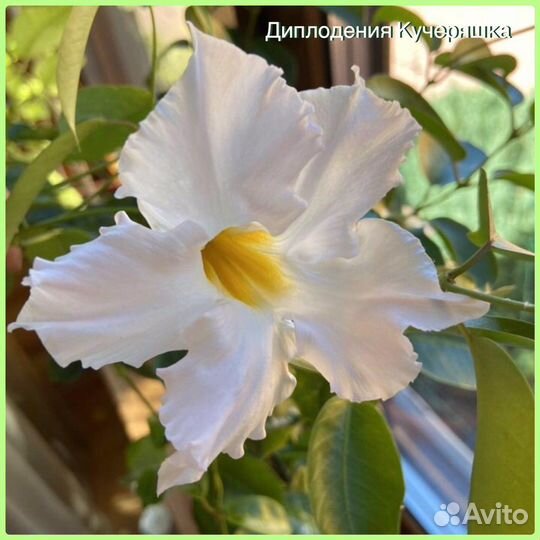 Диплодении -мандевиллы