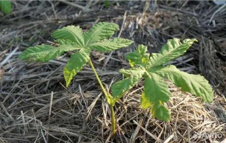 Малина,крыжовник, ежевика, каштан, алоэ