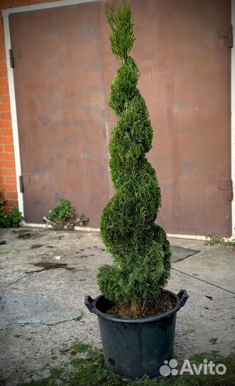 Туя смарагд фигурная стрижка