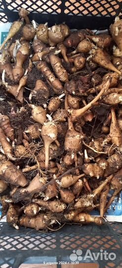 Клубни топинамбура рассада цветов