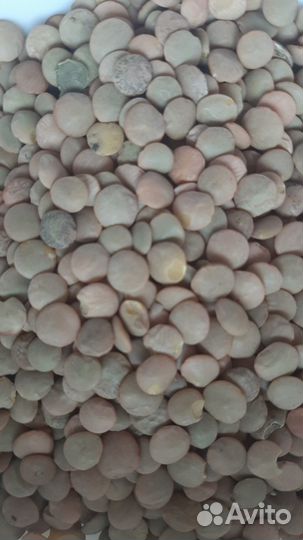 Зерносмесь для проращивания. Корм для попугаев