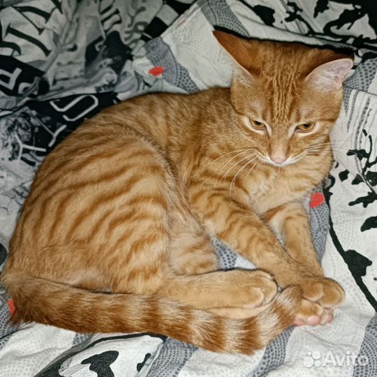 Кот бесплатно