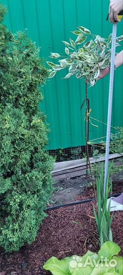 Дерен на штамбе