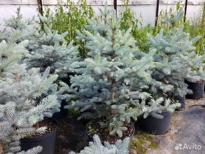 Ель в горшке