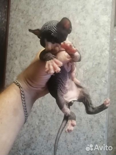 Канадский сфинкс