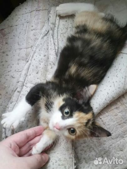 Отдам котёнка девочку (трехцветный метис)