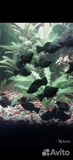 Велифера Нигра/парусная