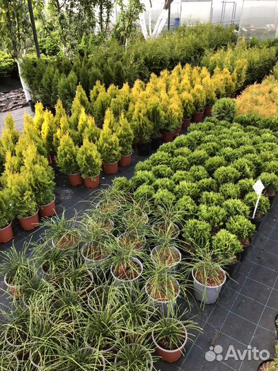 Туя Рейнголд, Санни, Голден смарагд, Глобоза