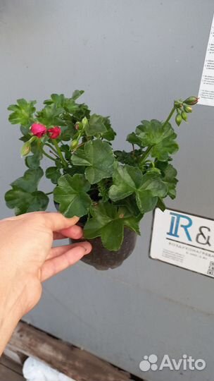 Пеларгония герань