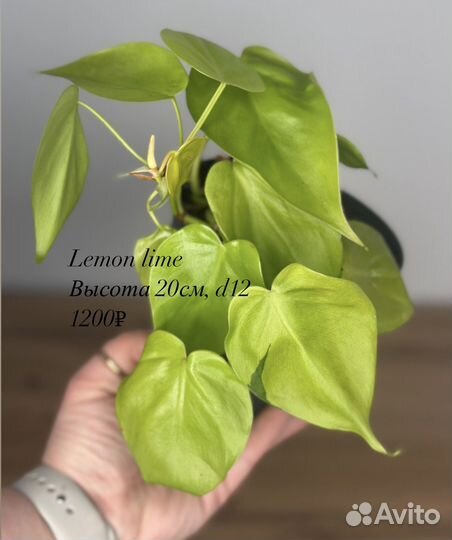 Филодендроны сортовые