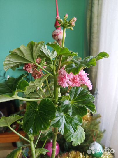 Пеларгония розебудная