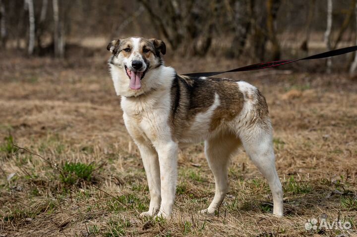 Рокси. Самая любвеобильная собака приюта
