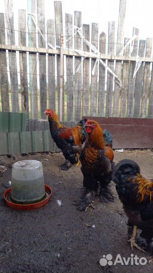 Петух брама