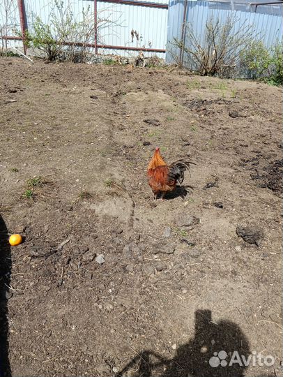 С/х животные