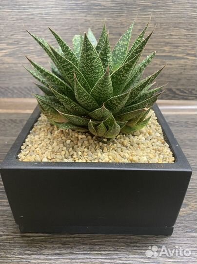 Гастерия в кашпо в стиле лофт, суккулент, подарок