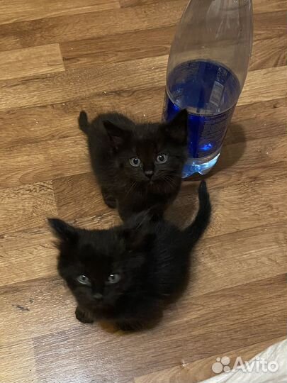 Котята(1 фотка мама)