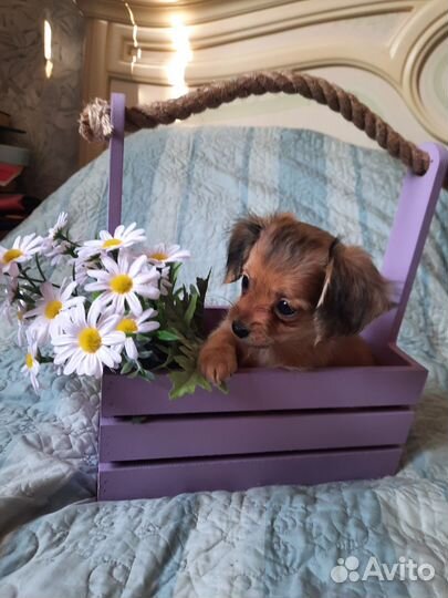 Уникальная девочка Chipoo