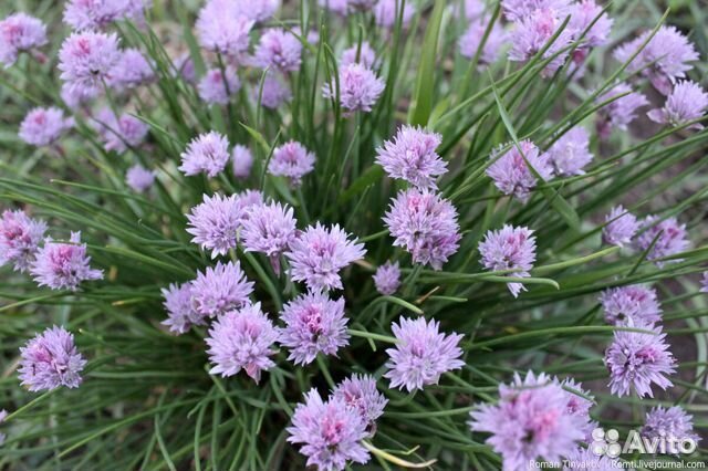 Клубника рассада