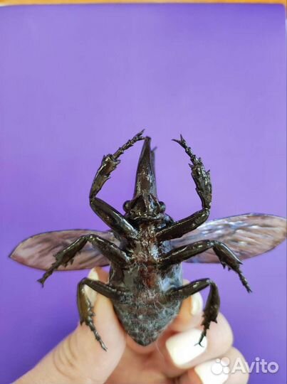 Жук-носорог ручной работы