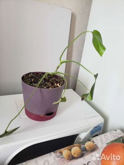 Молодая монстера