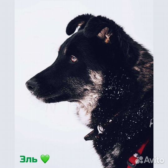 Собака настоящий и верный друг в добрые руки