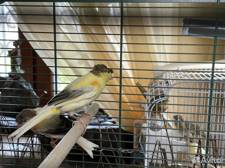 Кенара и канарейки