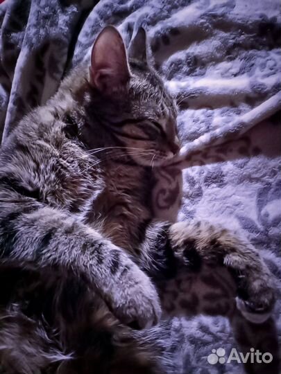 Кошечка Саша 1г, стерилизована