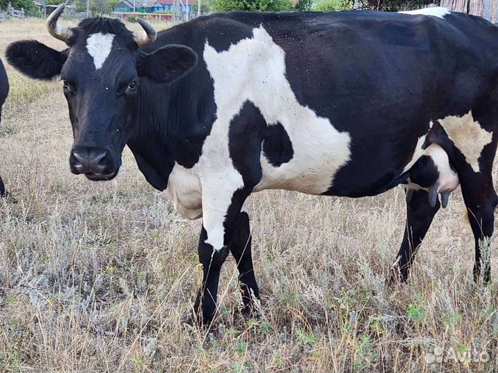 Корова стельная дойная