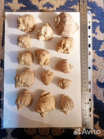 Ракушка морская рапан