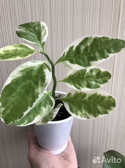 Педилантус,традесканция, традесконция зебрина