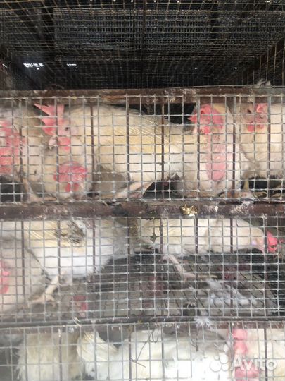 Куры несушки