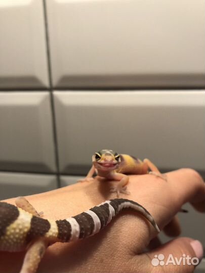 Геккон эублефар