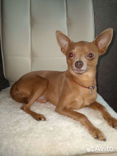 Той-терьер вязка