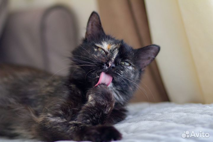 Чудесная и очень ласковая миниатюрная кошка