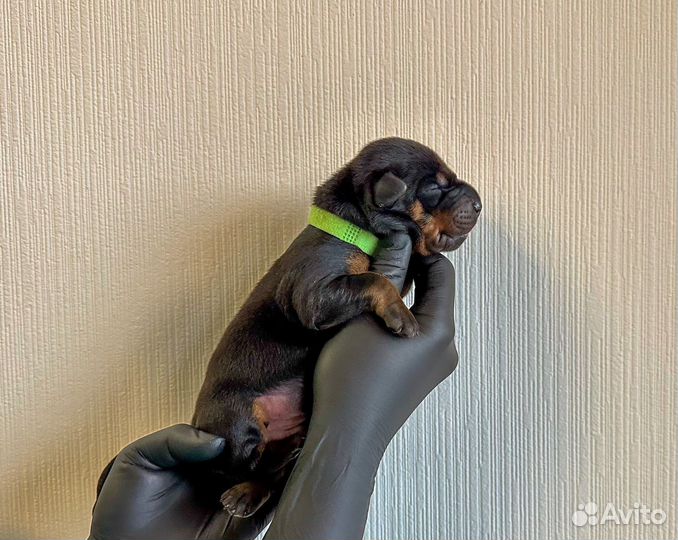 Доберман щенки