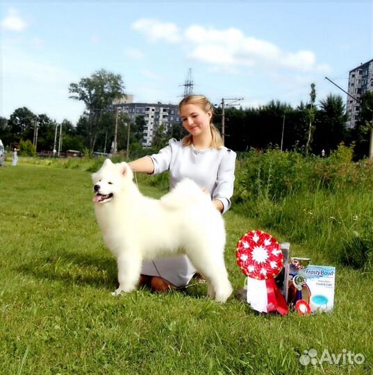 Самоед