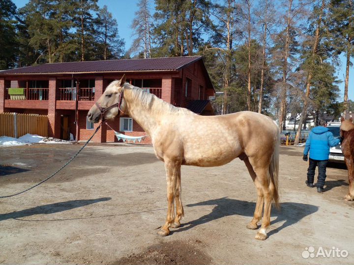 Донской жеребец