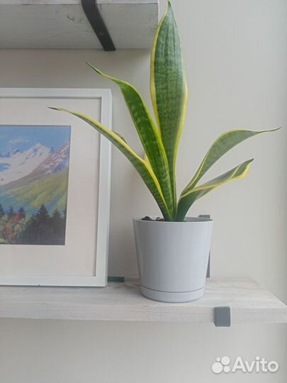 Тещин язык или Сансевиерия