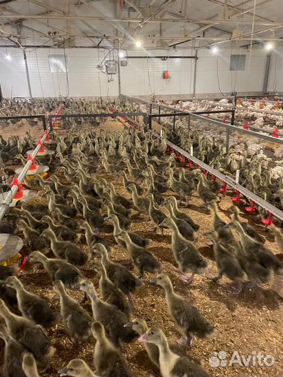 Гуси, утята, муларды бройлеры подрощенные