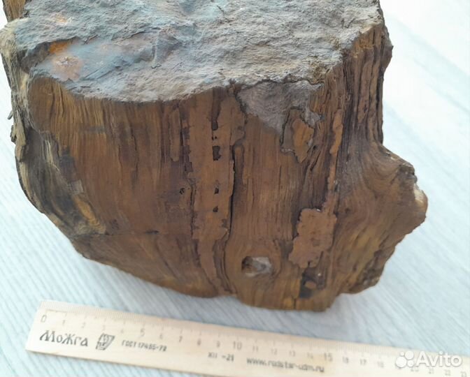 Окаменелое дерево
