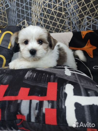 Щенки бивер йорк