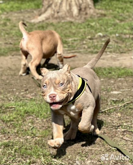 Американские Булли Мальчики