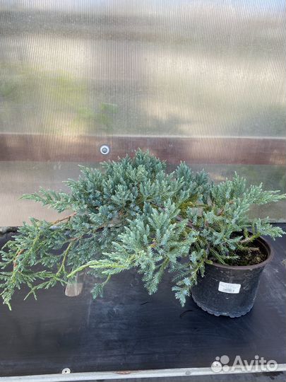 Можжевельник Блу Карпет