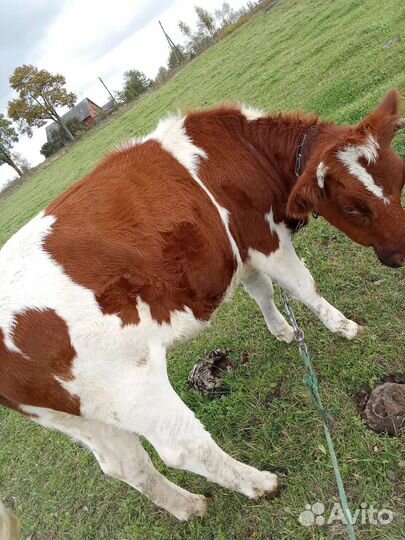 Телка1.5 года