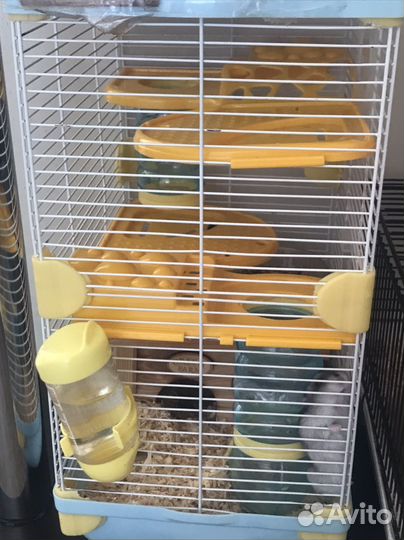 Джунгарский хомяк с клеткой бесплатно