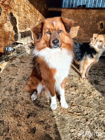 Собака в добрые руки