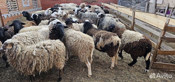 Продам Баранов