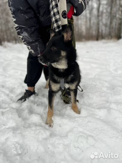 Щенок Эль в поиске семьи