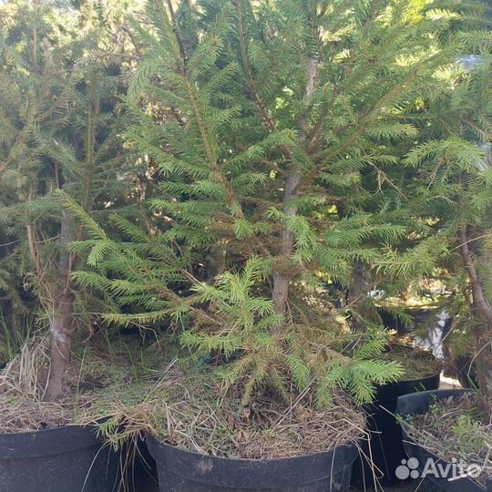 Елка живая с корневой системой в горшках