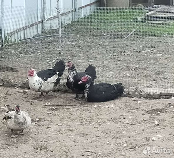 Продам петухов,селезней и яйца куриные и утиные
